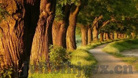 av日韩在线观看电影-AV日韩在线观看电影，文化、法律与个人选择的边界